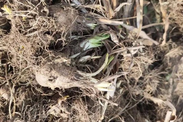 蛇鞭菊种球怎么种植，栽种深度为10厘米左右