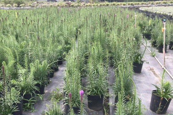 蛇鞭菊种球怎么种植，栽种深度为10厘米左右