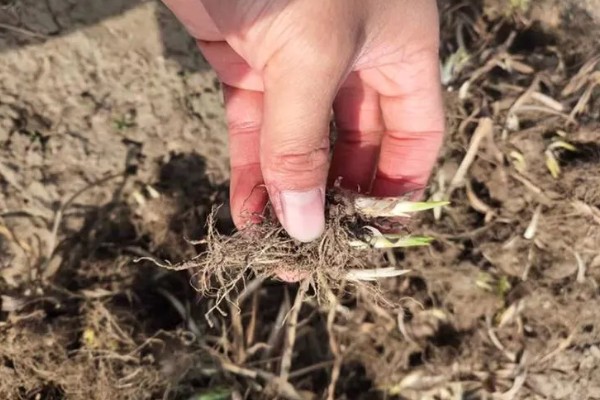 蛇鞭菊种球怎么种植，栽种深度为10厘米左右