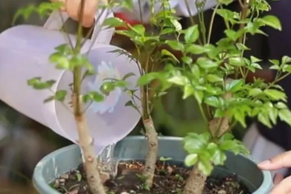 幸福树的叶子为何越长越小,可能是缺光、缺水等原因引起