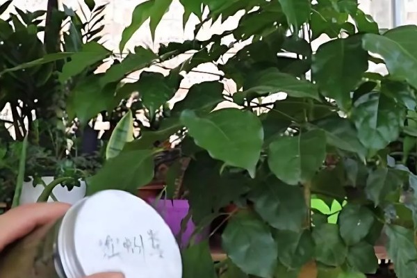 幸福树的叶子为何越长越小,可能是缺光、缺水等原因引起