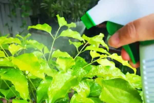 幸福树的叶子为何越长越小,可能是缺光、缺水等原因引起