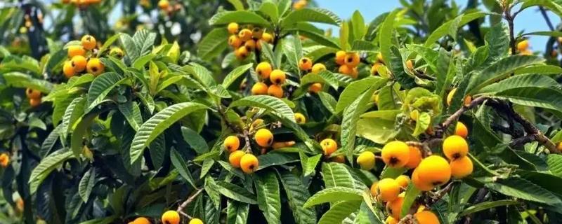 枇杷树怎么种植,浸种催芽等种子露白再播种