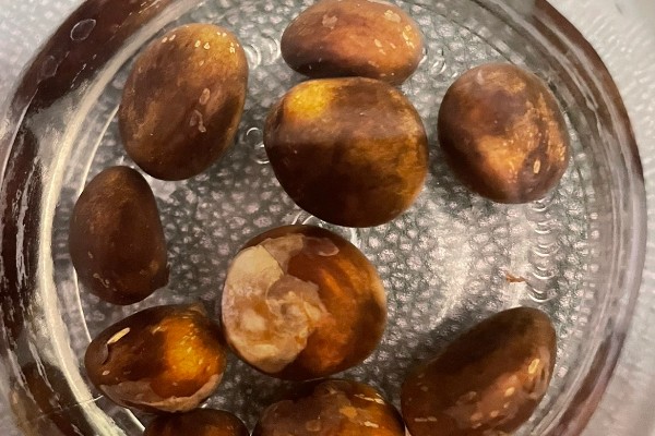 枇杷树怎么种植,浸种催芽等种子露白再播种