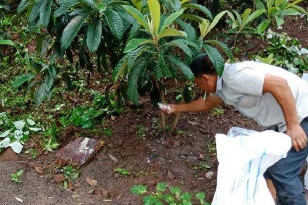 枇杷树怎么种植,浸种催芽等种子露白再播种