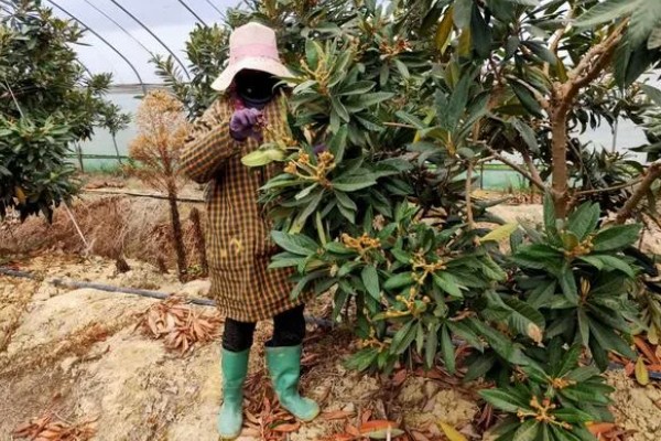 枇杷树怎么种植,浸种催芽等种子露白再播种