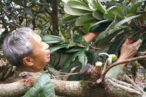 枇杷树怎么种植,浸种催芽等种子露白再播种