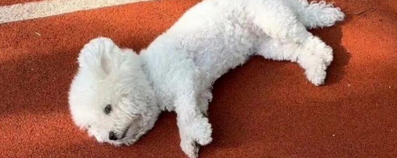 狗狗低血糖症有什么症状，出现精神萎靡、体温下降等情况