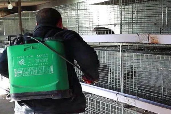 绿壳蛋鸡的简介，产下的蛋呈绿色