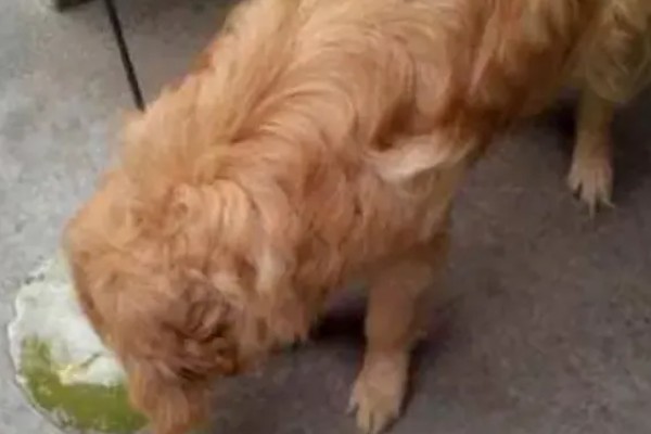 狗狗低血糖症有什么症状，出现精神萎靡、体温下降等情况