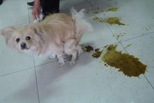 狗狗低血糖症有什么症状，出现精神萎靡、体温下降等情况