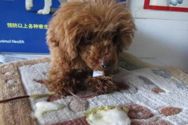 狗狗低血糖症有什么症状，出现精神萎靡、体温下降等情况