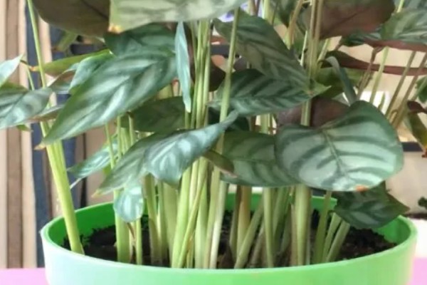 银羽竹芋有什么花语，代表善变、美丽青春等含义