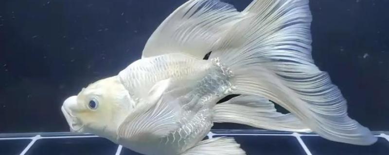 蝴蝶鲤是不是冷水鱼，适合生活在水温稍高的环境中