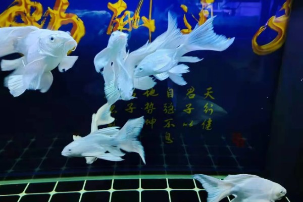 蝴蝶鲤是不是冷水鱼,适合生活在水温稍高的环境中