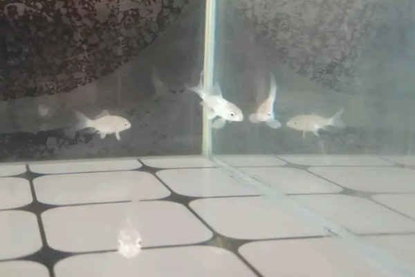 蝴蝶鲤是不是冷水鱼,适合生活在水温稍高的环境中