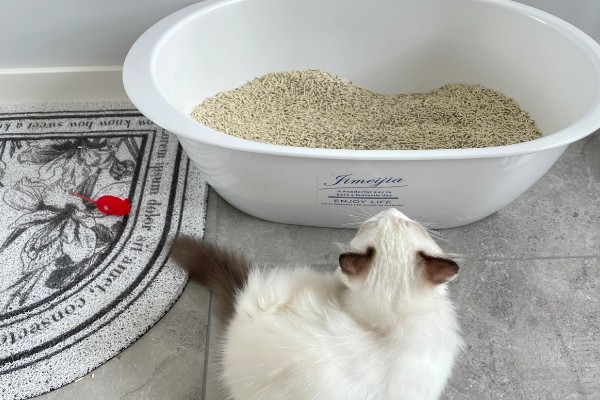 猫砂的更换间隔,取决于猫砂种类、饲养数量等条件