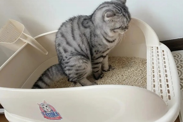 猫砂的更换间隔,取决于猫砂种类、饲养数量等条件