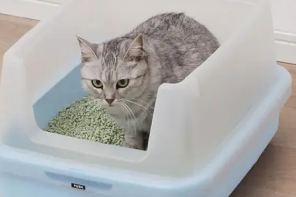 猫砂的更换间隔,取决于猫砂种类、饲养数量等条件