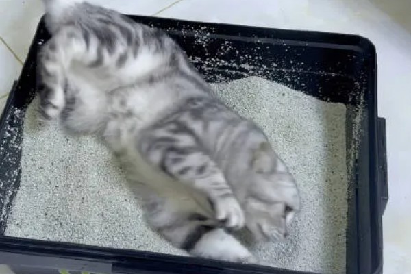 猫砂的更换间隔,取决于猫砂种类、饲养数量等条件
