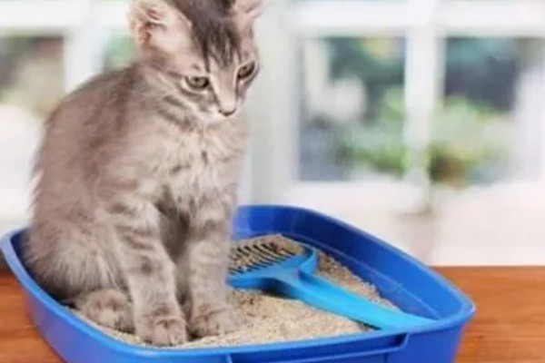 猫砂的更换间隔,取决于猫砂种类、饲养数量等条件