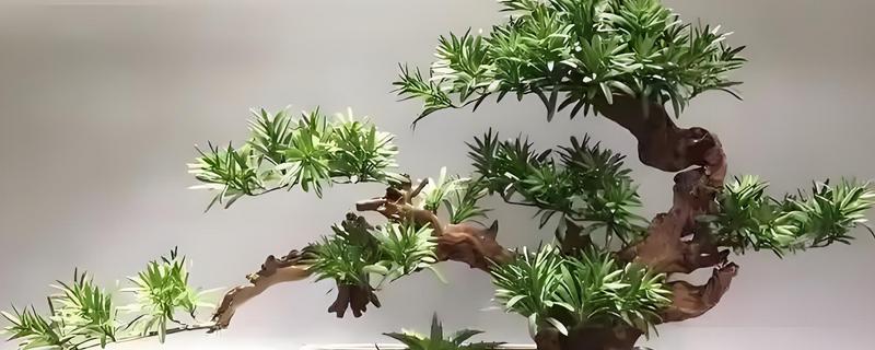 罗汉松叶子发黄如何处理，遇到强光照射时要放在树荫下养护