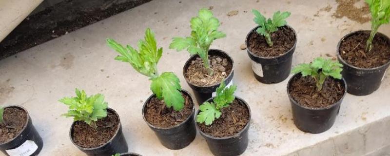 无性繁殖的特点,直接由母体产生新个体