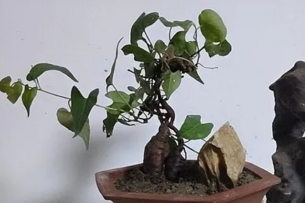 无性繁殖的特点,直接由母体产生新个体