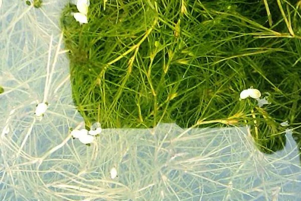 无性繁殖的特点,直接由母体产生新个体