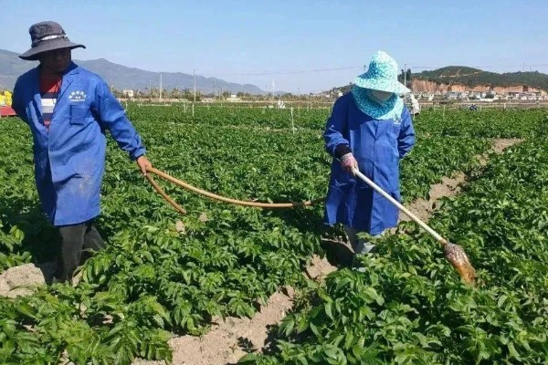 土豆什么时候追肥，幼苗期追施氮肥
