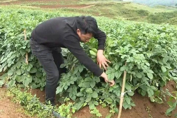 土豆什么时候追肥，幼苗期追施氮肥