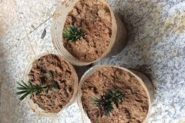 罗汉松叶子发黄如何处理，遇到强光照射时要放在树荫下养护