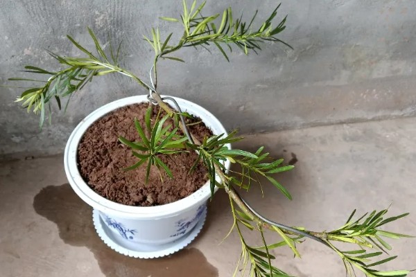 罗汉松叶子发黄如何处理，遇到强光照射时要放在树荫下养护