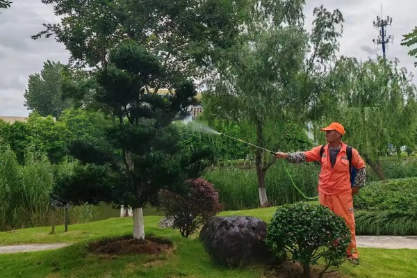 罗汉松叶子发黄如何处理，遇到强光照射时要放在树荫下养护