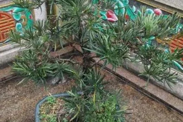 罗汉松叶子发黄如何处理，遇到强光照射时要放在树荫下养护