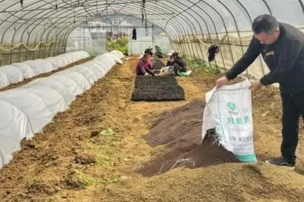 棚室土壤的改善方法,主要使用有机肥和水溶肥