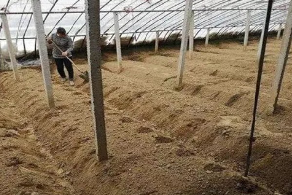 棚室土壤的改善方法,主要使用有机肥和水溶肥