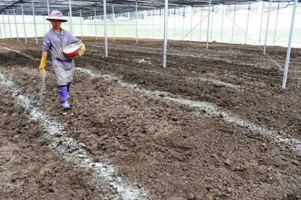 棚室土壤的改善方法,主要使用有机肥和水溶肥