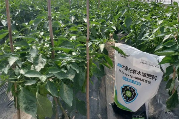 棚室土壤的改善方法,主要使用有机肥和水溶肥