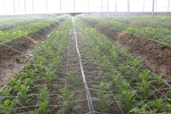 棚室土壤的改善方法,主要使用有机肥和水溶肥