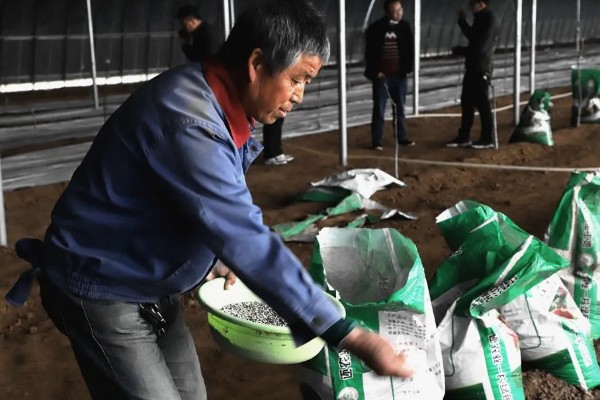 棚室土壤的改善方法,主要使用有机肥和水溶肥