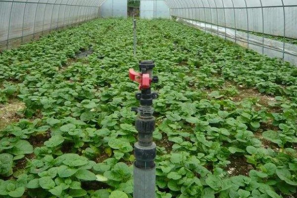 棚室土壤的改善方法,主要使用有机肥和水溶肥