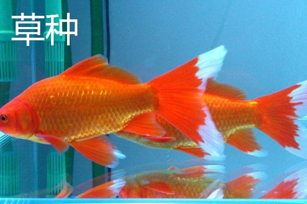 金鱼的种类,分为草种、文种、龙种、蛋种