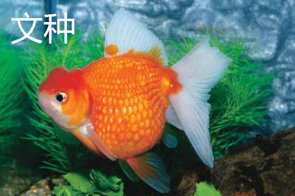 金鱼的种类,分为草种、文种、龙种、蛋种