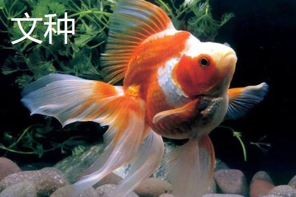 金鱼的种类,分为草种、文种、龙种、蛋种