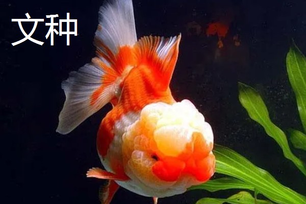金鱼的种类,分为草种、文种、龙种、蛋种
