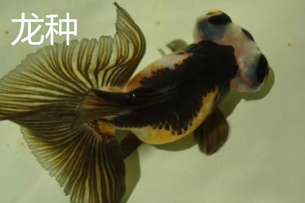 金鱼的种类,分为草种、文种、龙种、蛋种