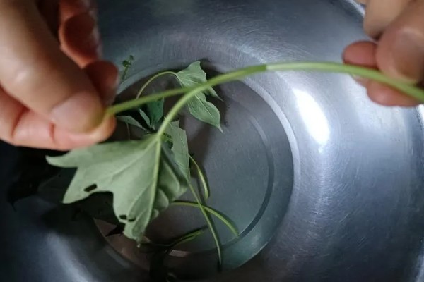 苕尖是不是红薯叶,属于红薯顶端的嫩叶