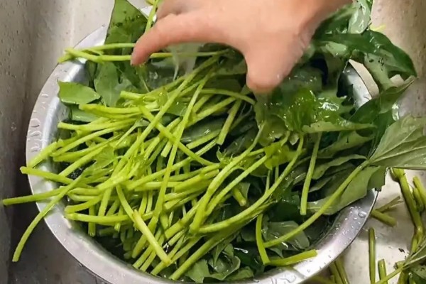 苕尖是不是红薯叶,属于红薯顶端的嫩叶