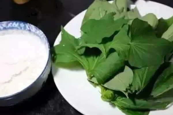 苕尖是不是红薯叶,属于红薯顶端的嫩叶